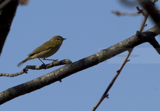 LUÌ  PICCOLO, Chiffchaff, Phylloscopus collybita