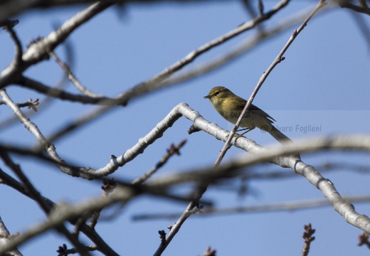 LUÌ  PICCOLO, Chiffchaff, Phylloscopus collybita