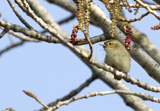 LUÌ  PICCOLO, Chiffchaff, Phylloscopus collybita