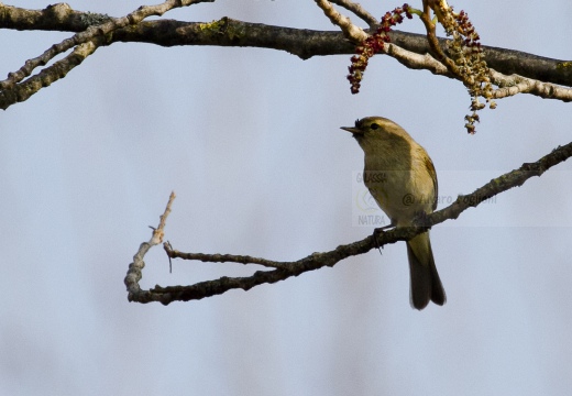 LUÌ  PICCOLO, Chiffchaff, Phylloscopus collybita