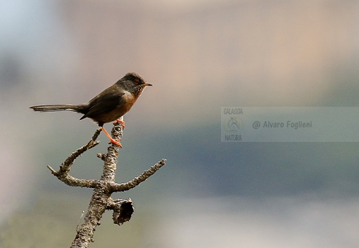 MAGNANINA COMUNE, Dartford Warbler, Sylvia undata