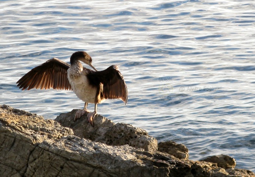 MARANGONE DAL CIUFFO, Shag, Phalacrocorax aristotelis