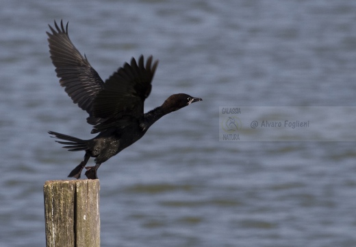 MARANGONE MINORE, Pygmy Cormorant,  Phalacrocorax pygmeus