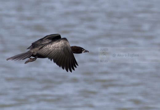 MARANGONE MINORE, Pygmy Cormorant,  Phalacrocorax pygmeus