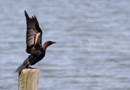 MARANGONE MINORE, Pygmy Cormorant,  Phalacrocorax pygmeus