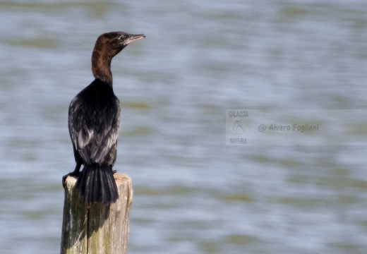 MARANGONE MINORE, Pygmy Cormorant,  Phalacrocorax pygmeus