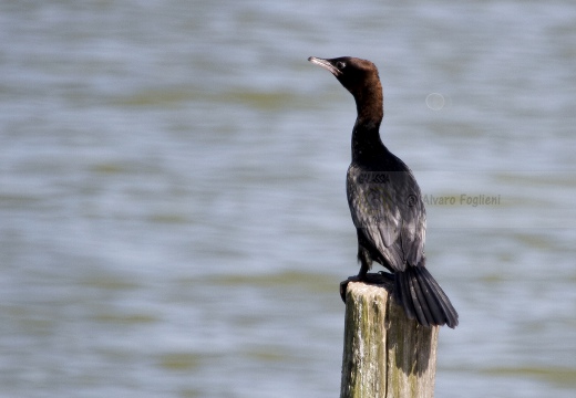 MARANGONE MINORE, Pygmy Cormorant,  Phalacrocorax pygmeus