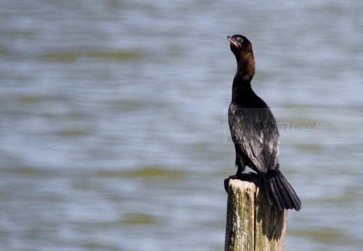 MARANGONE MINORE, Pygmy Cormorant,  Phalacrocorax pygmeus