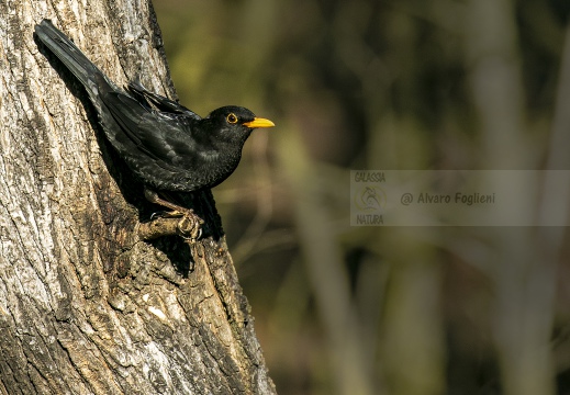 MERLO, Blackbird, Turdus merula 