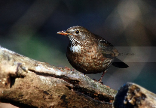 MERLO, Blackbird, Turdus merula 