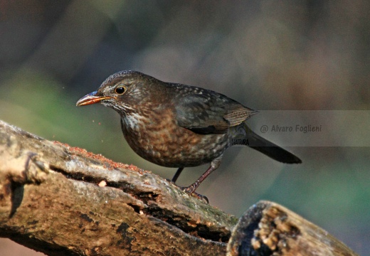 MERLO, Blackbird, Turdus merula 