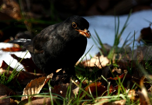 MERLO, Blackbird, Turdus merula 