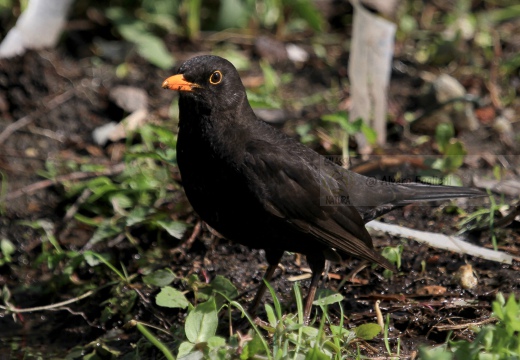 MERLO, Blackbird, Turdus merula 