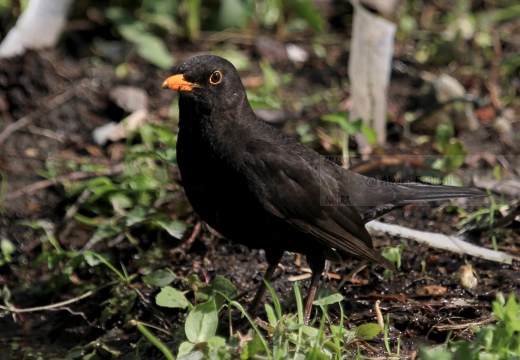 MERLO, Blackbird, Turdus merula 