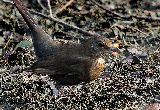 MERLO, Blackbird, Turdus merula 