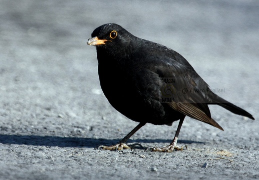 MERLO, Blackbird, Turdus merula 