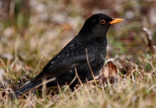 MERLO, Blackbird, Turdus merula 