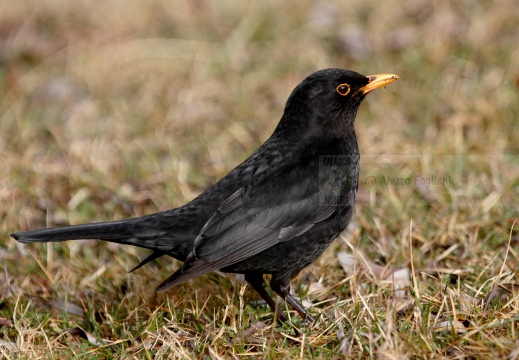 MERLO, Blackbird, Turdus merula 