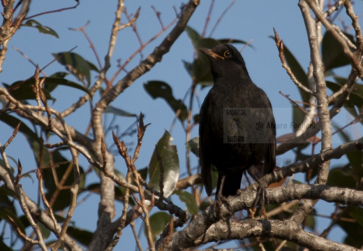 MERLO, Blackbird, Turdus merula 