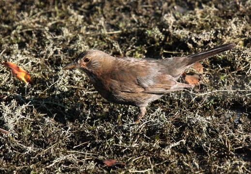 MERLO, Blackbird, Turdus merula 