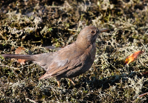 MERLO, Blackbird, Turdus merula 