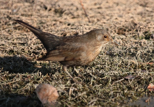 MERLO, Blackbird, Turdus merula 