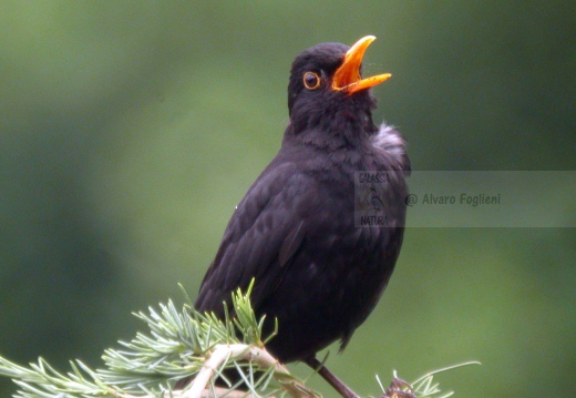 MERLO, Blackbird, Turdus merula 