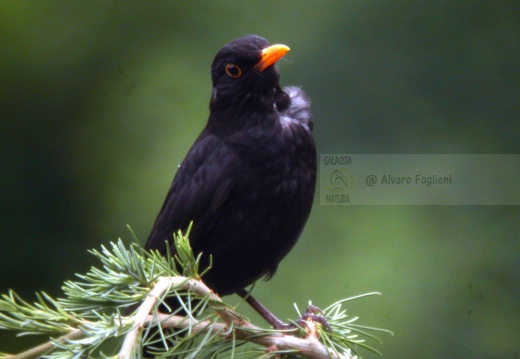 MERLO, Blackbird, Turdus merula 