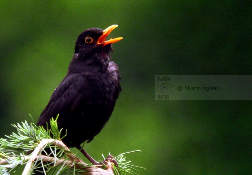 MERLO, Blackbird, Turdus merula 