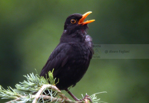 MERLO, Blackbird, Turdus merula 