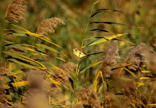 MIGLIARINO DI PALUDE, Reed Bunting, Emberiza schoeniclus 