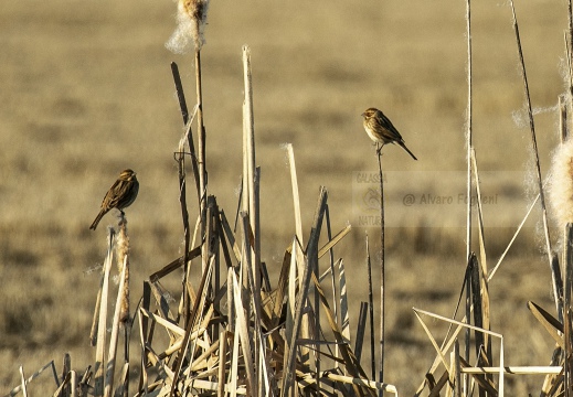 MIGLIARINO DI PALUDE, Reed Bunting, Emberiza schoeniclus 