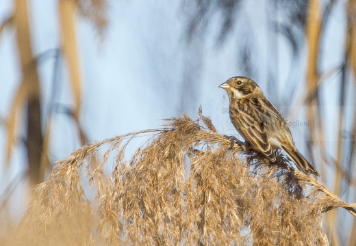 MIGLIARINO DI PALUDE, Reed Bunting, Emberiza schoeniclus 