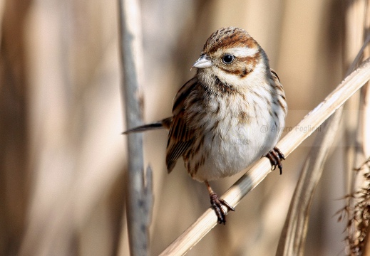 MIGLIARINO DI PALUDE, Reed Bunting, Emberiza schoeniclus 