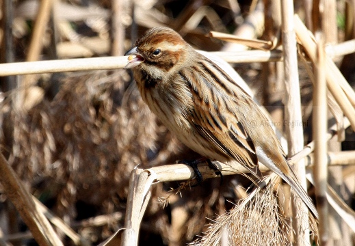 MIGLIARINO DI PALUDE, Reed Bunting, Emberiza schoeniclus 