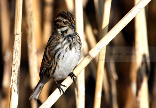 MIGLIARINO DI PALUDE, Reed Bunting, Emberiza schoeniclus 
