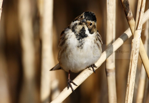 MIGLIARINO DI PALUDE, Reed Bunting, Emberiza schoeniclus 