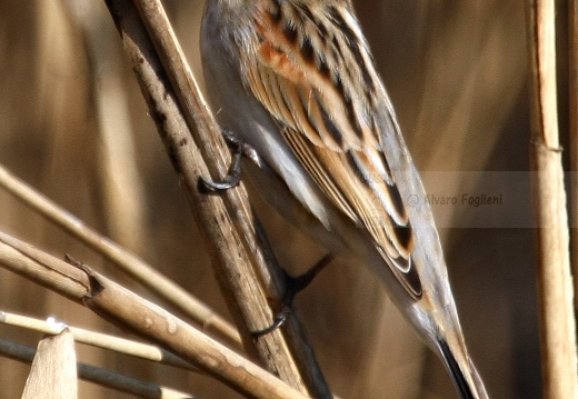 MIGLIARINO DI PALUDE, Reed Bunting, Emberiza schoeniclus 