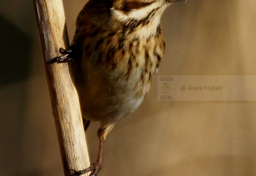 MIGLIARINO DI PALUDE, Reed Bunting, Emberiza schoeniclus 