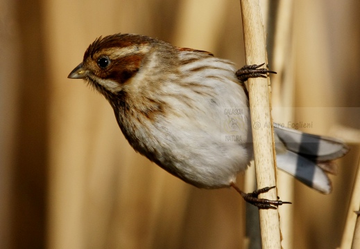 MIGLIARINO DI PALUDE, Reed Bunting, Emberiza schoeniclus 