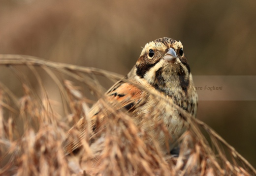 MIGLIARINO DI PALUDE, Reed Bunting, Emberiza schoeniclus 