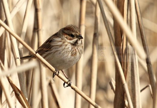 MIGLIARINO DI PALUDE, Reed Bunting, Emberiza schoeniclus 