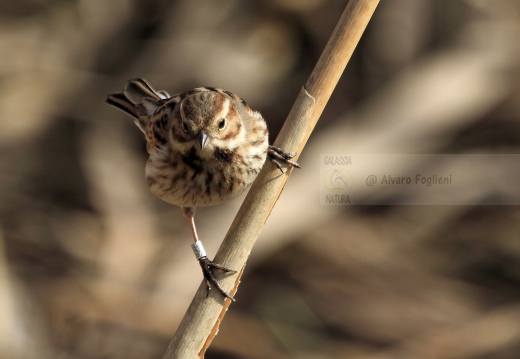 MIGLIARINO DI PALUDE, Reed Bunting, Emberiza schoeniclus 