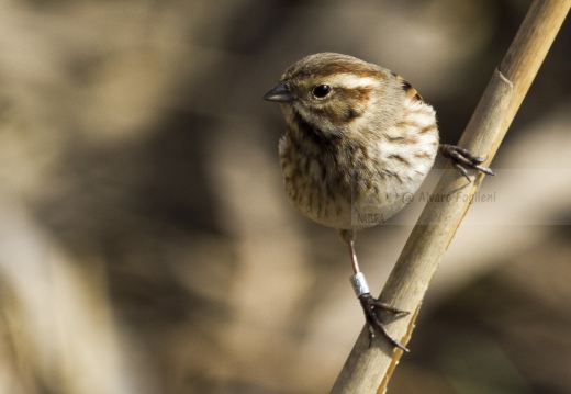 MIGLIARINO DI PALUDE, Reed Bunting, Emberiza schoeniclus 