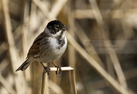 MIGLIARINO DI PALUDE, Reed Bunting, Emberiza schoeniclus 