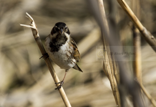 MIGLIARINO DI PALUDE, Reed Bunting, Emberiza schoeniclus 