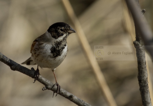 MIGLIARINO DI PALUDE, Reed Bunting, Emberiza schoeniclus 