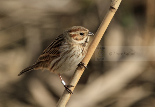 MIGLIARINO DI PALUDE, Reed Bunting, Emberiza schoeniclus 