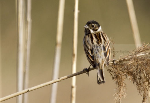 MIGLIARINO DI PALUDE, Reed Bunting, Emberiza schoeniclus 