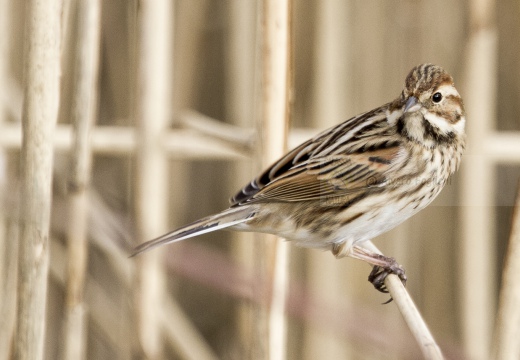 MIGLIARINO DI PALUDE, Reed Bunting, Emberiza schoeniclus 